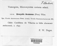 Urocystis anemones image